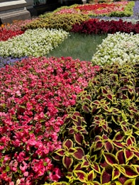 A vibrant and colorful flower garden featuring a variety of blooming plants with different shades of red, pink, white, and green. The flowers are arranged in distinct patches, creating a visually appealing pattern. The lush greenery and bright blossoms are complemented by the natural light, casting mild shadows.
