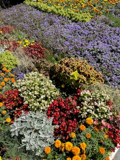 A beautifully arranged garden with vibrant flowers and greenery.