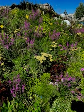 A vibrant Tennessee garden showcasing native wildflowers and shrubs replacing traditional turfgrass.