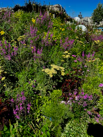 A vibrant backyard garden filled with colorful native Tennessee wildflowers and shrubs.
