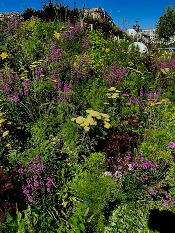 Lush native wildflowers blooming vibrantly in an urban community garden.