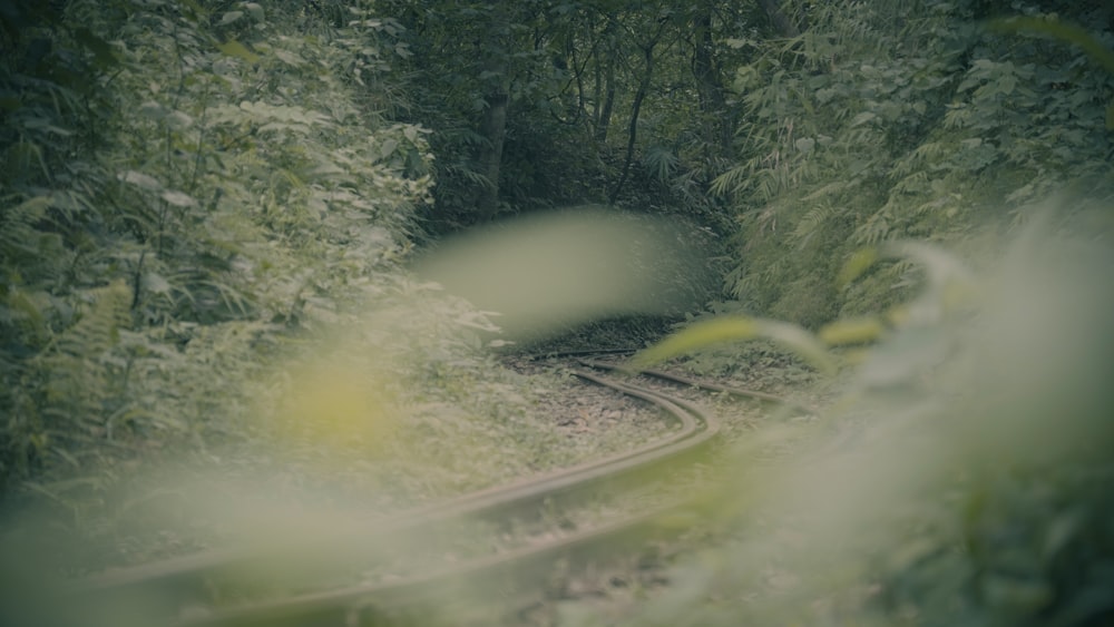une voie ferrée au milieu d’une forêt