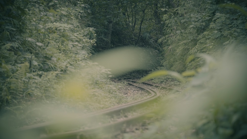 a train track in the middle of a forest