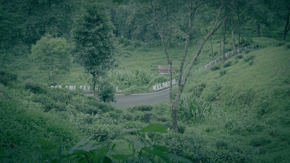 a winding road in the middle of a lush green forest