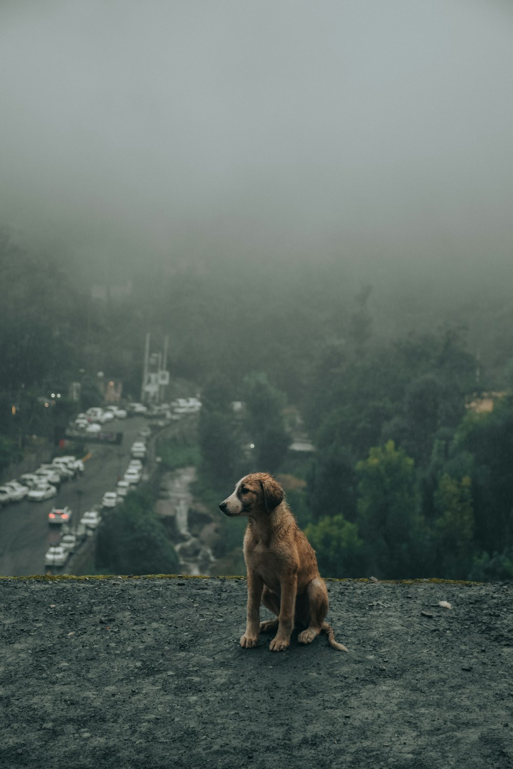 Un perro marrón sentado en la cima de una colina