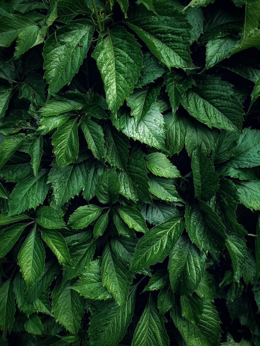 a close up of a green leafy plant