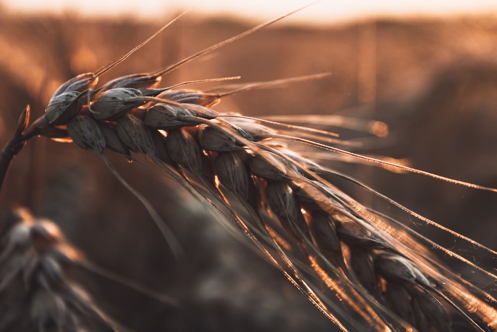 a close up of a stalk of wheat