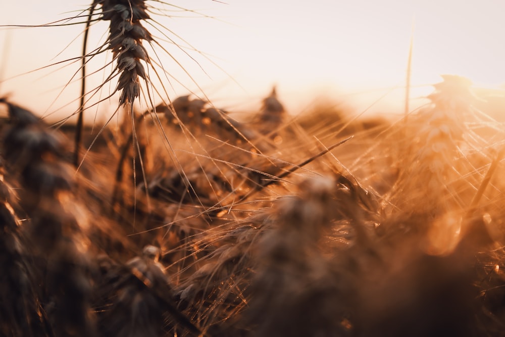 a close up of a field of wheat