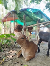 A young calf is resting on the ground surrounded by lush green foliage. In the background, there is a makeshift shelter with a green fabric roof, and another animal standing nearby. The environment appears natural and serene, typical of a rural setting.