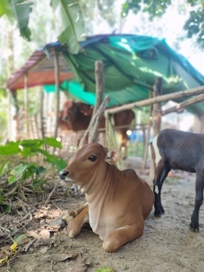 A young calf is resting on the ground surrounded by lush green foliage. In the background, there is a makeshift shelter with a green fabric roof, and another animal standing nearby. The environment appears natural and serene, typical of a rural setting.