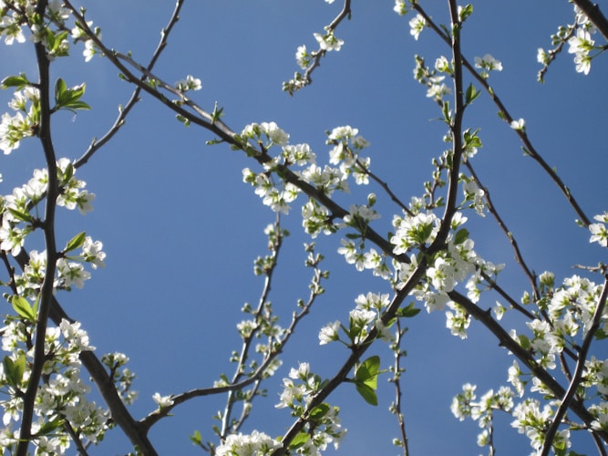 Essential Spring Tree Maintenance Tips for Montreal Homeowners