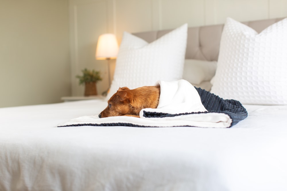 a brown dog laying on top of a white bed