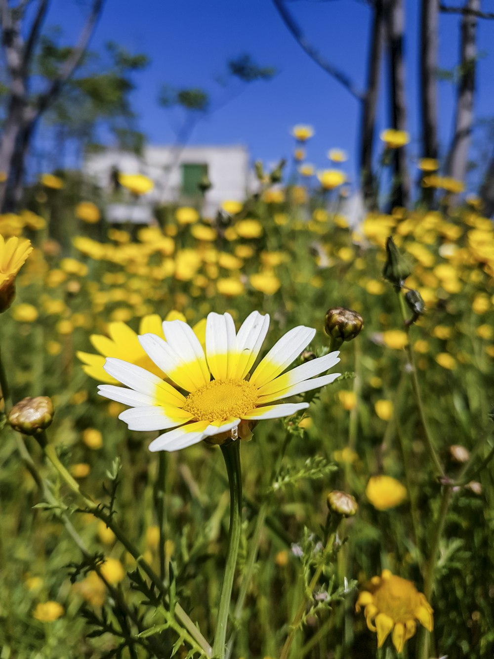 a field full of yellow and white flowers