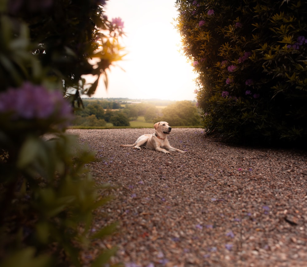 a white dog sitting on top of a gravel road