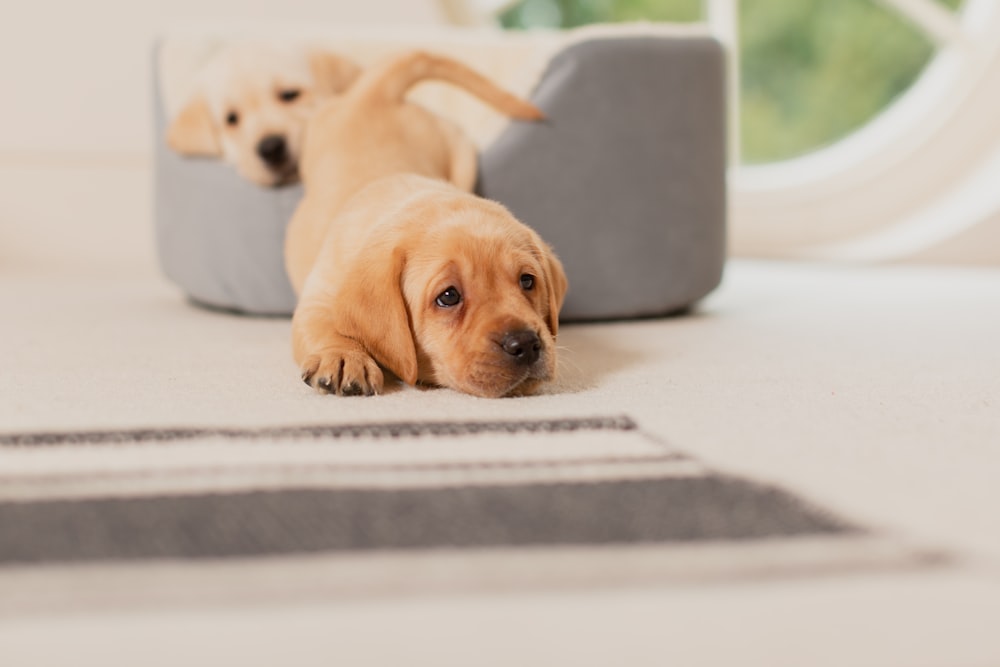 a couple of dogs laying on top of a rug