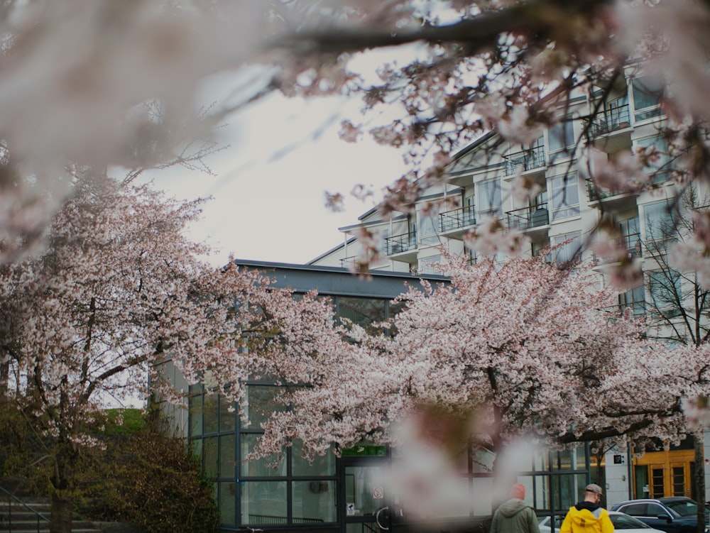 a couple of people walking down a street under cherry blossom trees