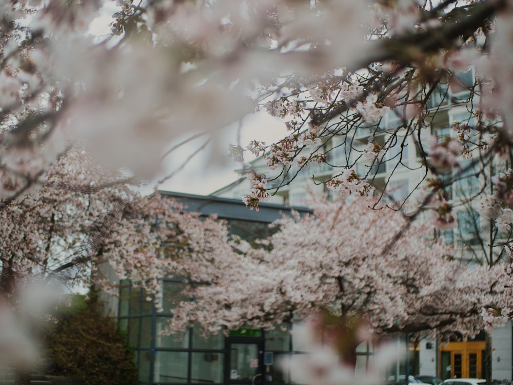 a tree with pink flowers in front of a building