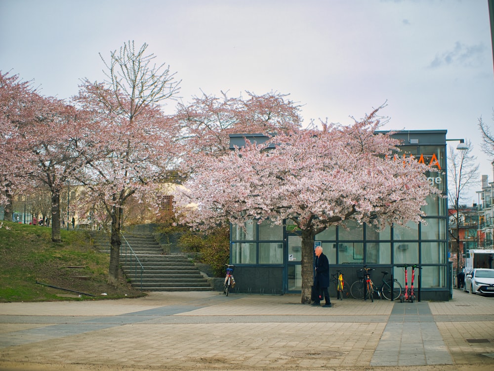 a man standing in front of a tree with pink flowers