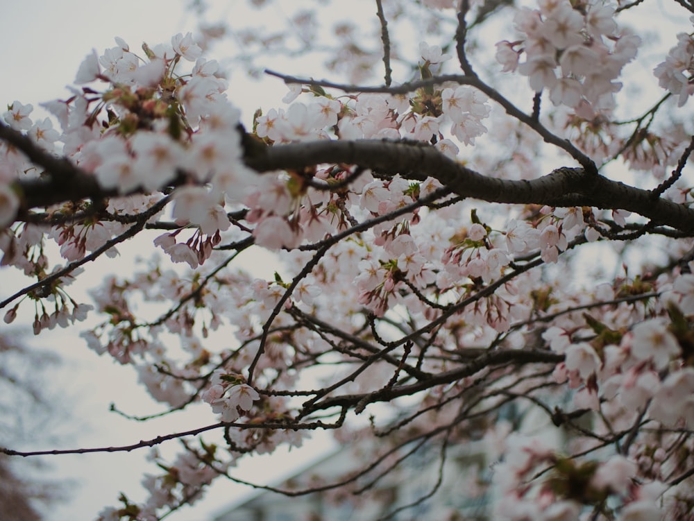 a close up of a tree with pink flowers