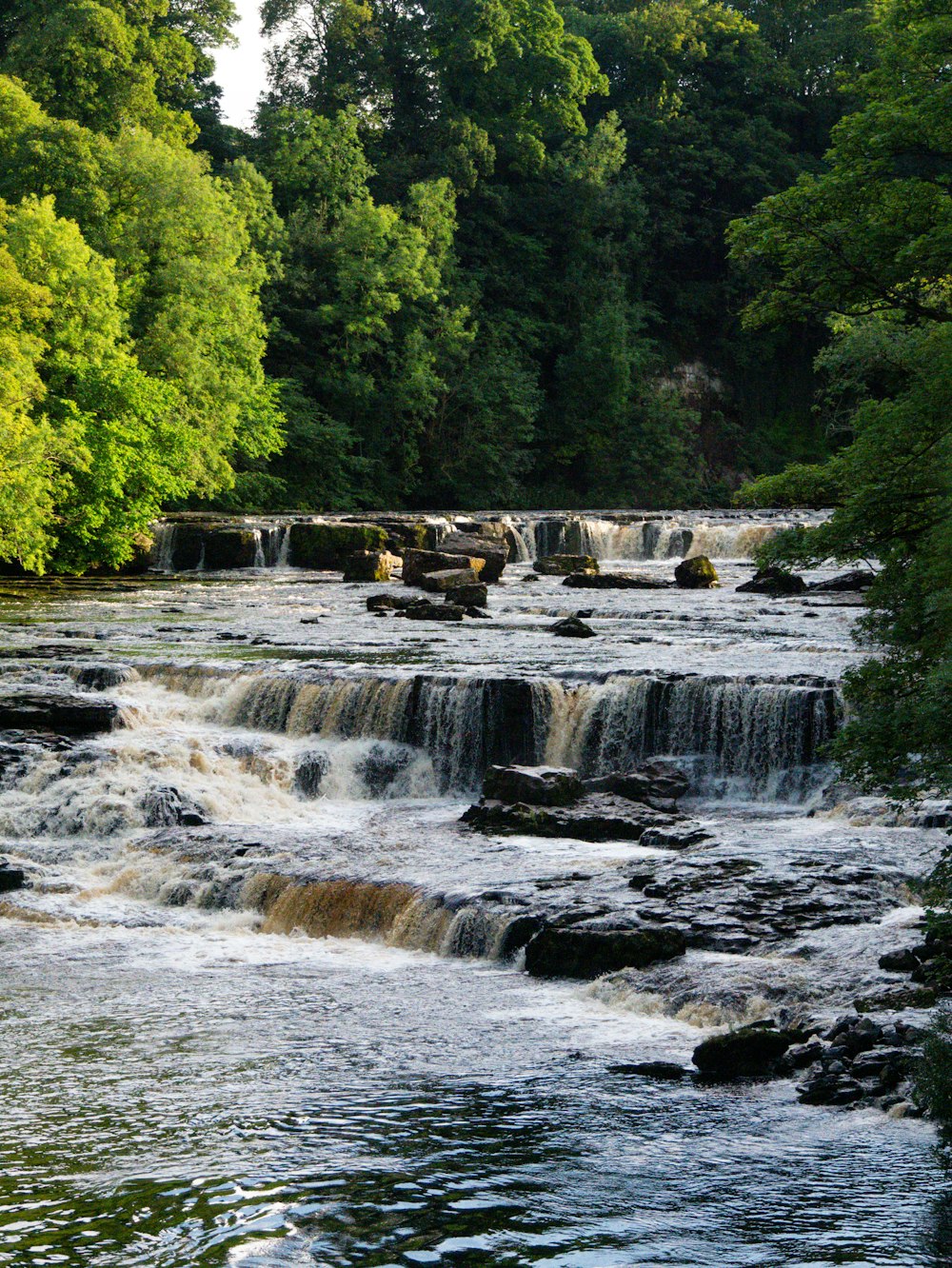 a river running through a lush green forest