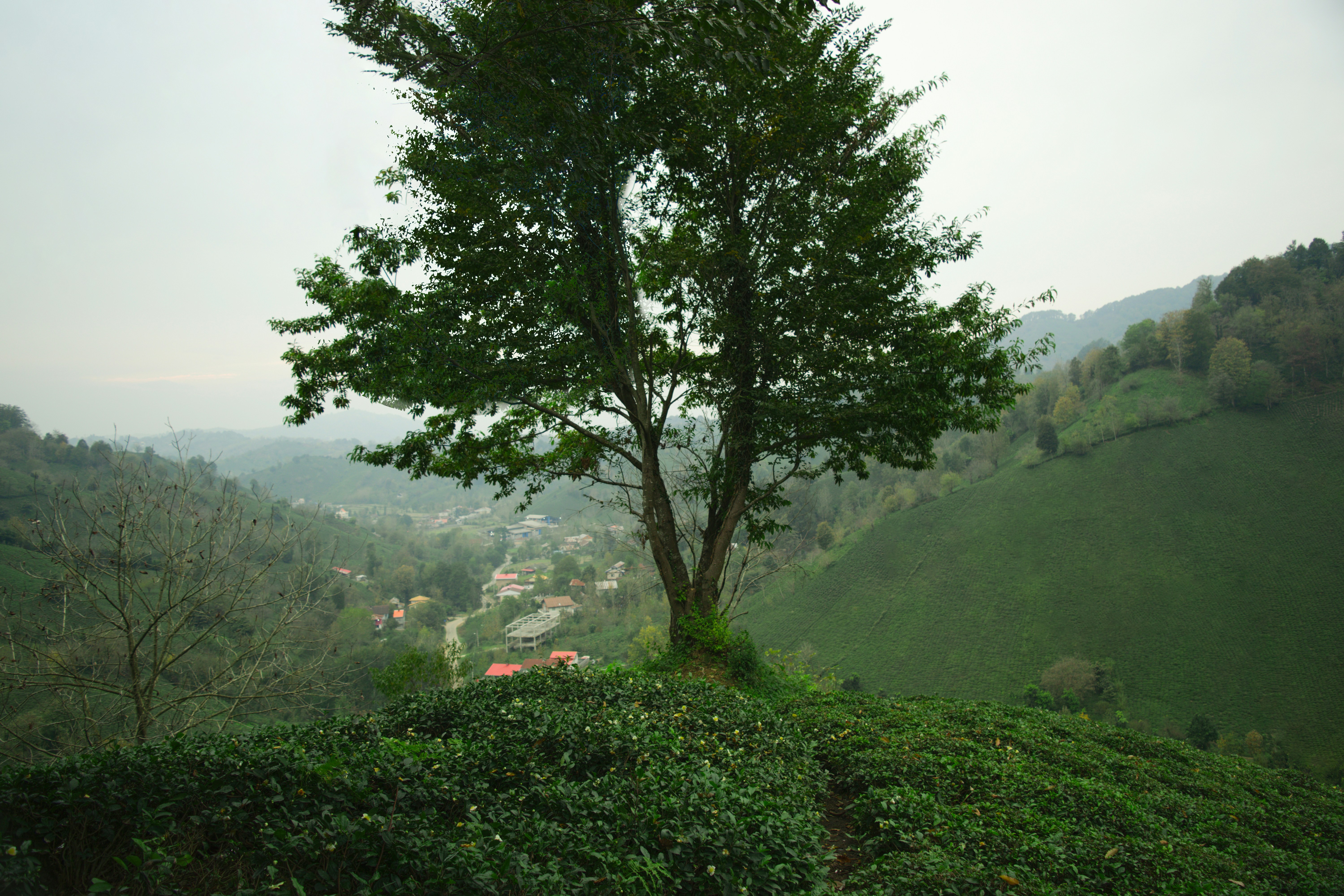 a tree on a hill with a village in the distance