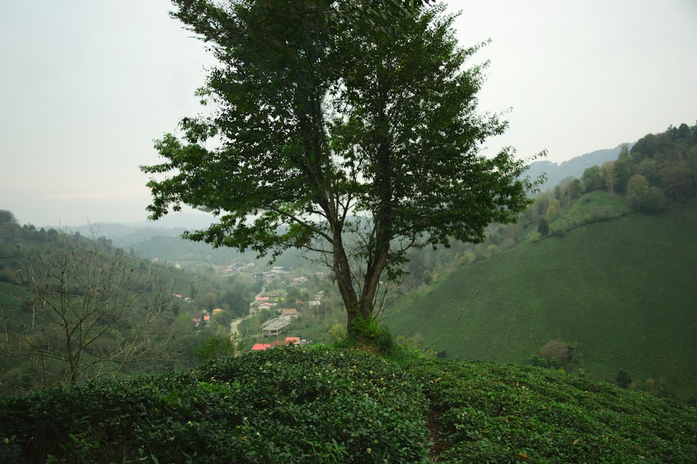 a tree on a hill with a village in the distance