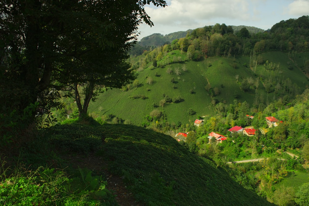 a lush green hillside covered in lush green trees