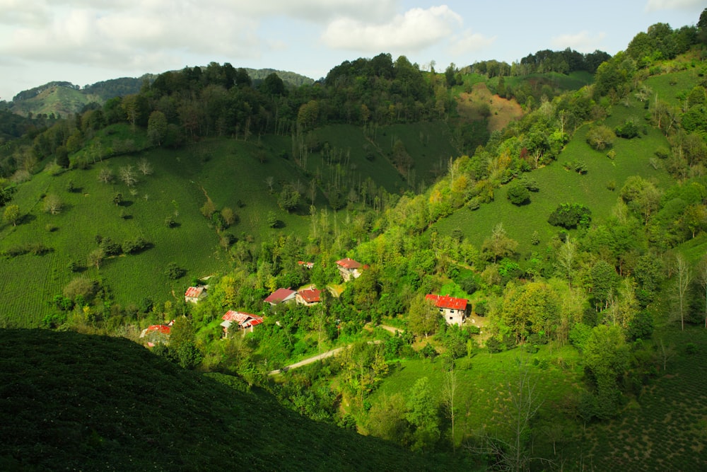 a lush green hillside covered in lots of trees