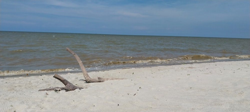 a dead tree on a beach with the ocean in the background