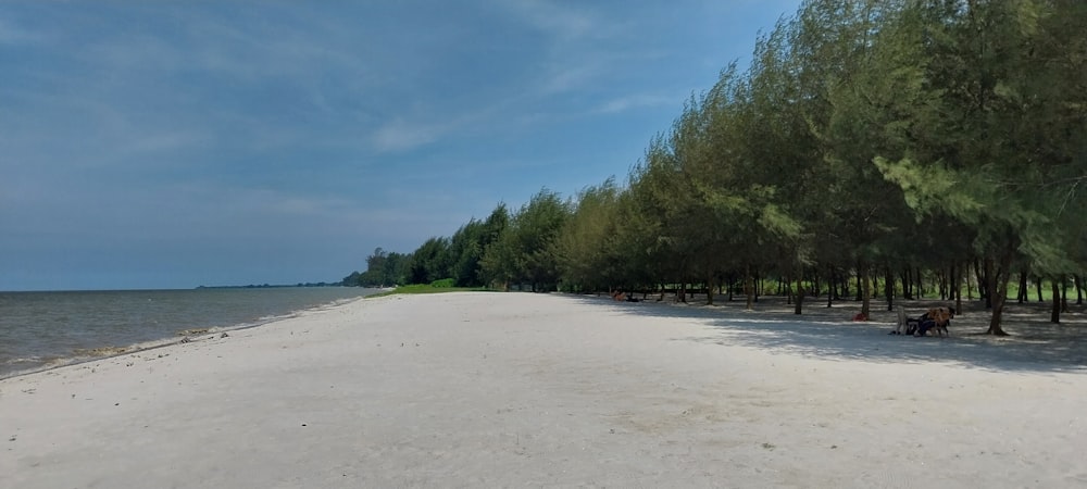 a sandy beach lined with trees on a sunny day