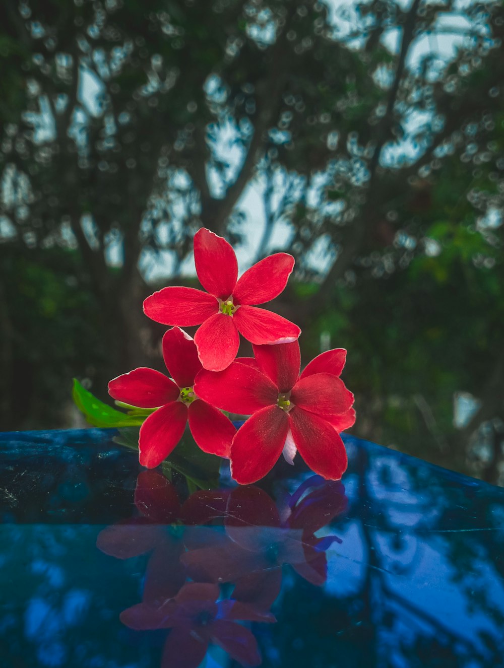 a red flower sitting on top of a blue table