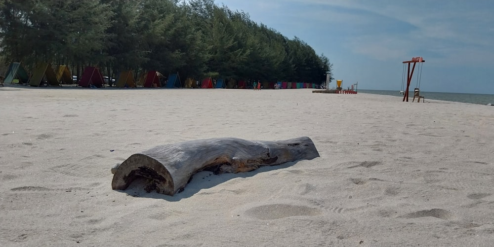 a piece of driftwood on a sandy beach