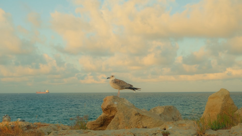 a seagull sitting on a rock near the ocean