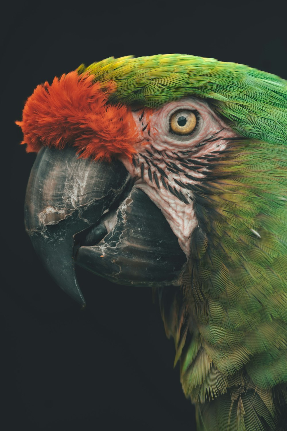 a close up of a parrot with a black background