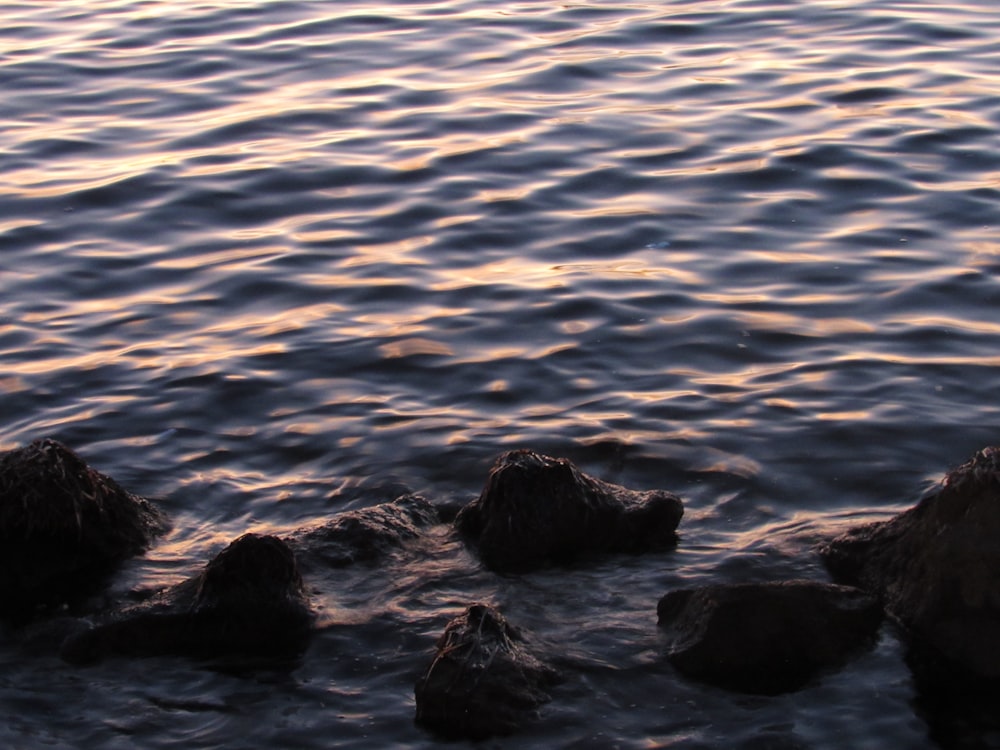 a body of water with rocks in it