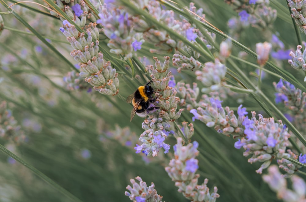 a yellow and black bee sitting on top of a purple flower