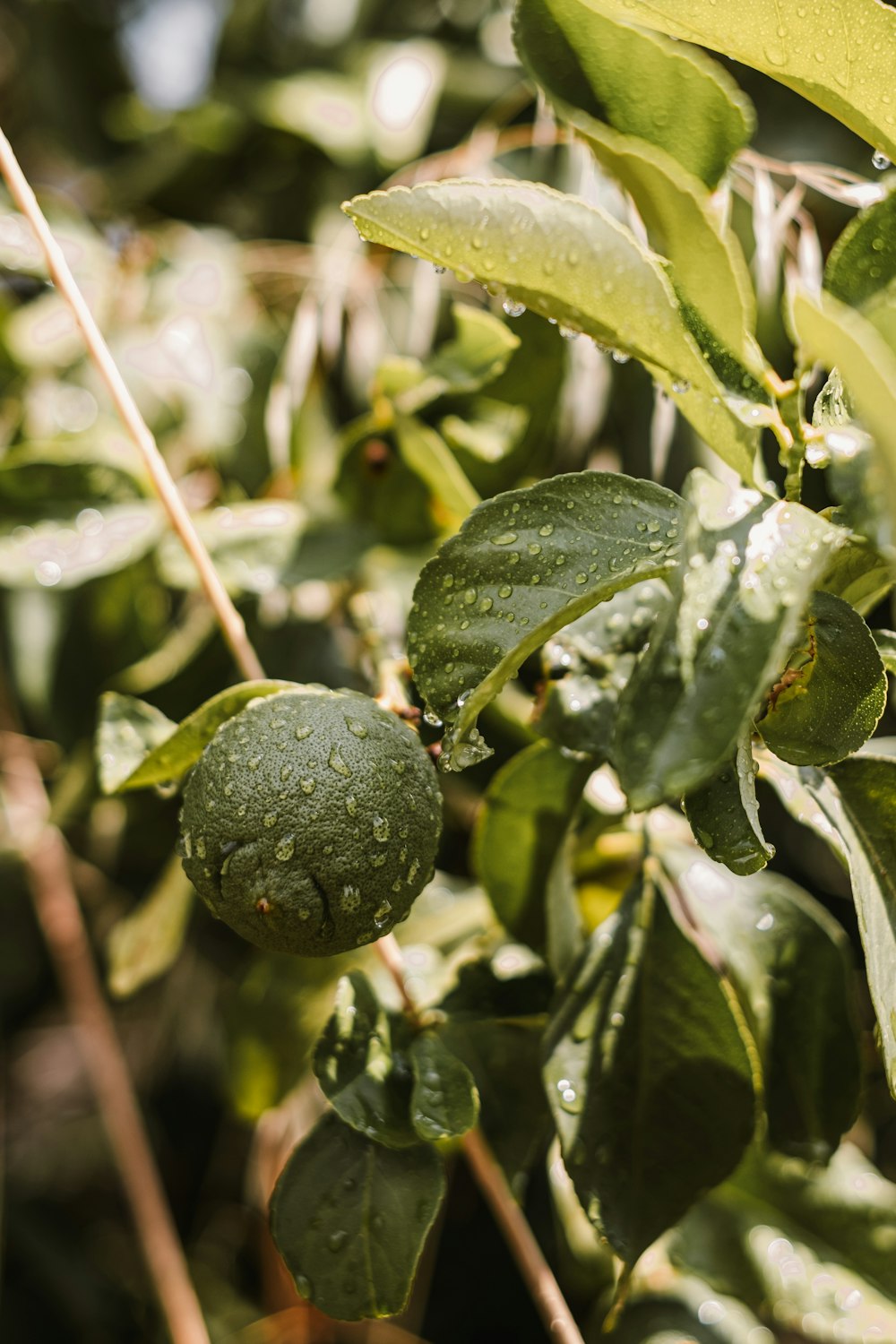 a bush with green leaves and water drops on it