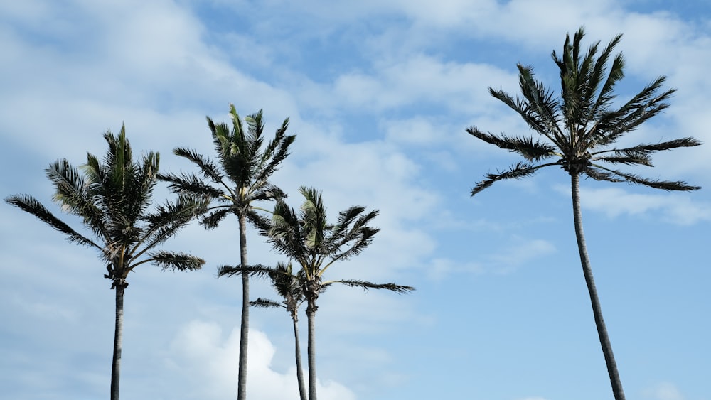 a group of palm trees blowing in the wind