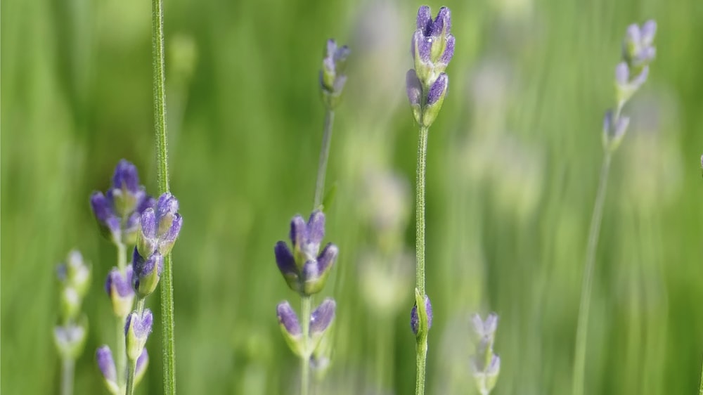 a bunch of purple flowers that are in the grass