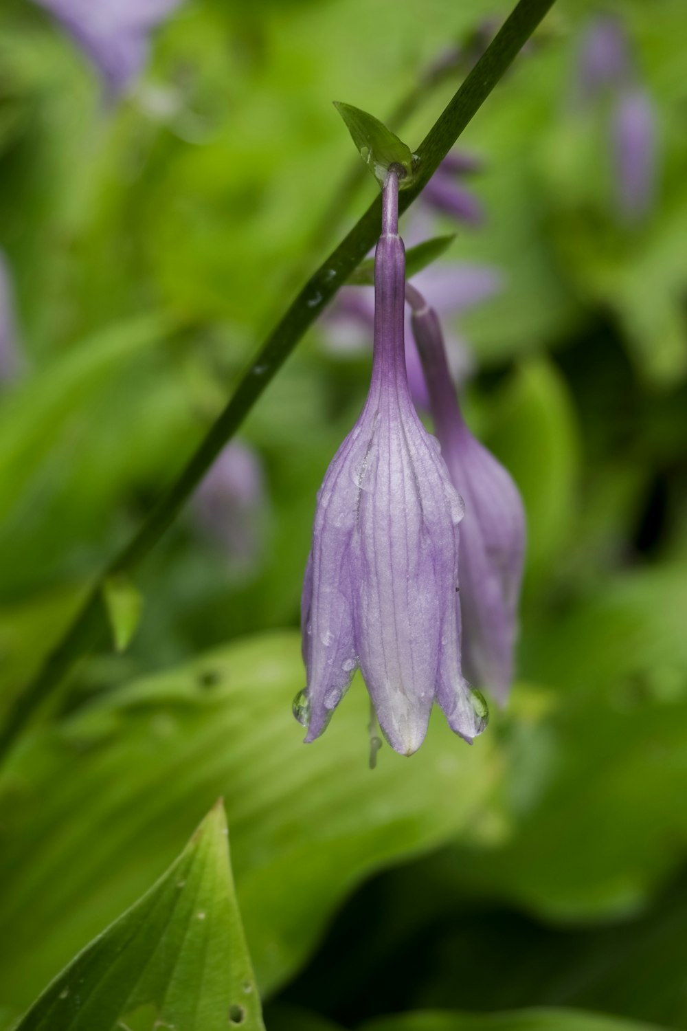 Un primer plano de una flor púrpura en una planta