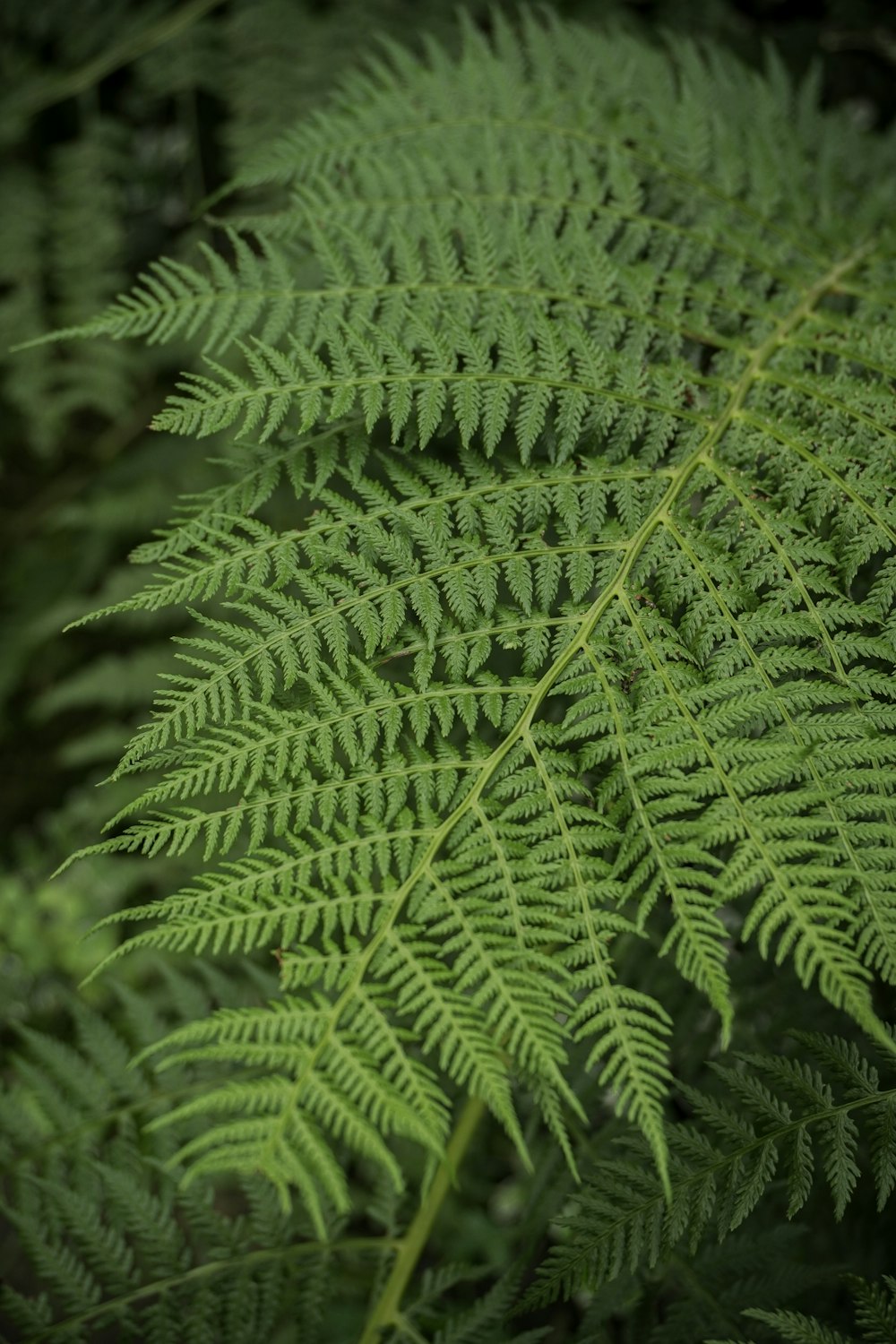 Un primer plano de una planta verde con muchas hojas