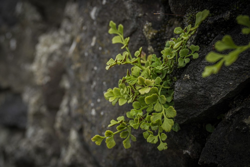 a plant growing out of a crack in a rock wall