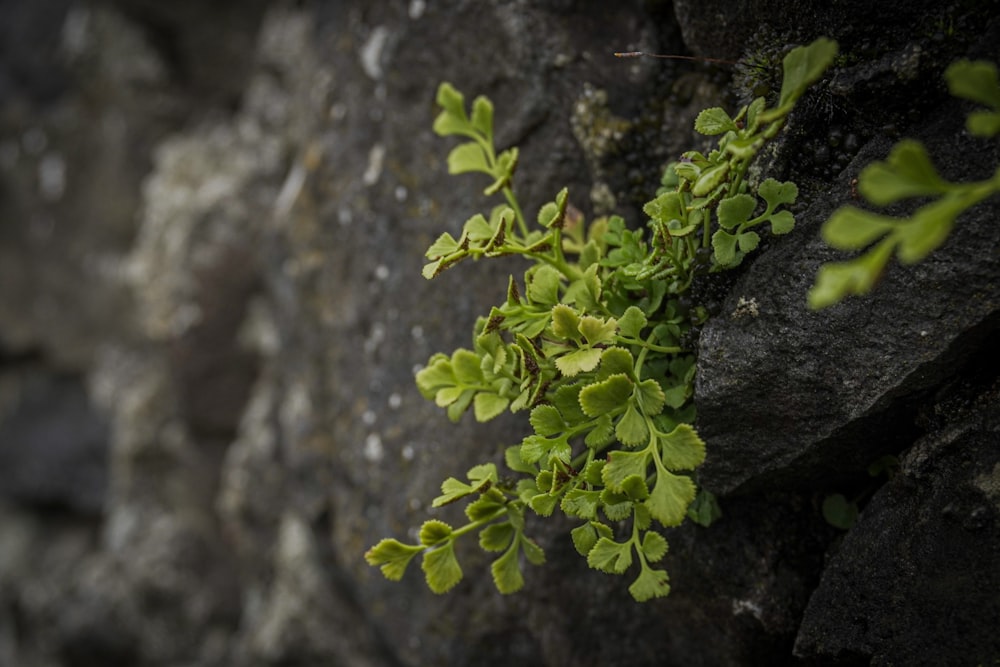 uma planta crescendo de uma rachadura em uma parede de rocha