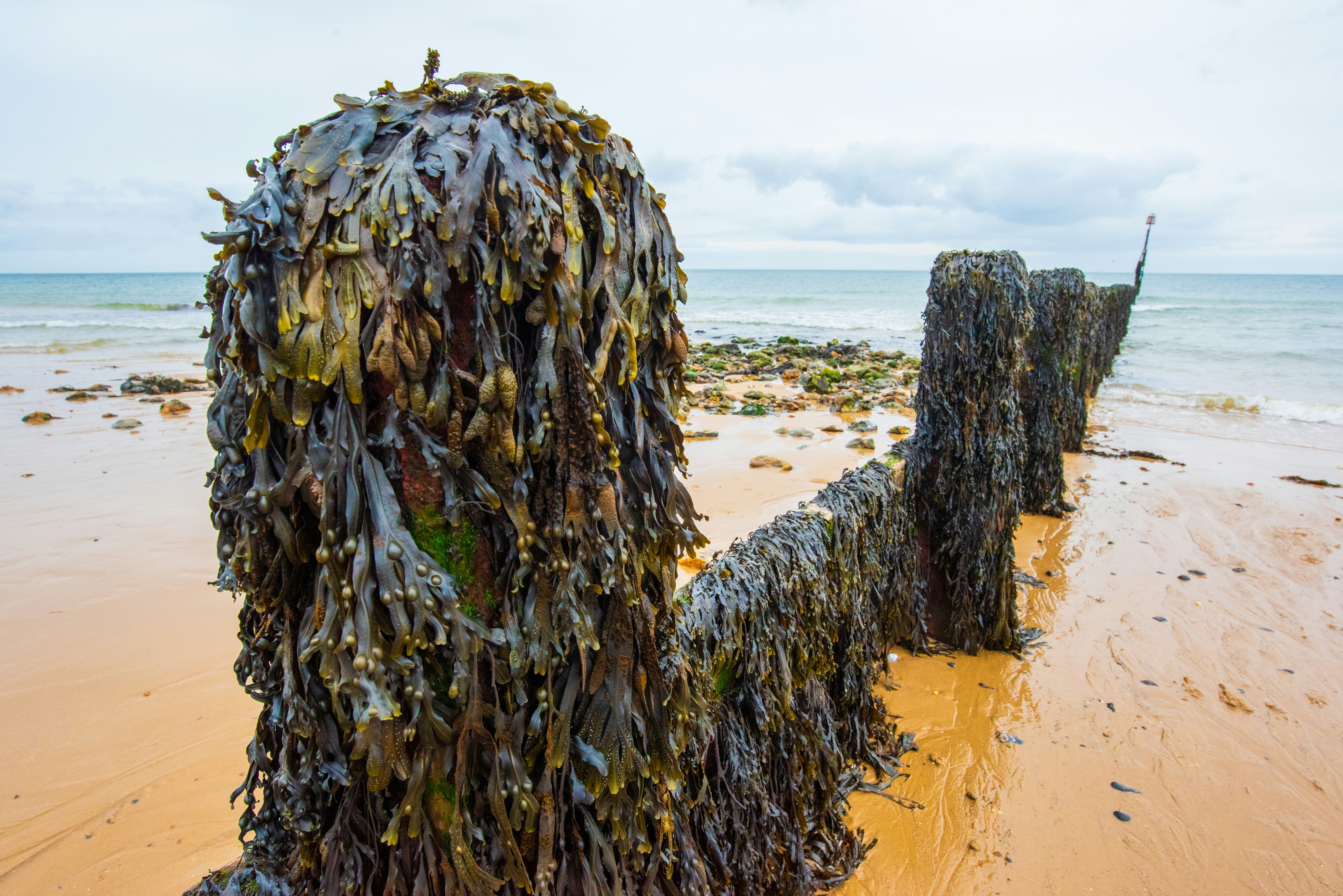a seaweed sculpture on a beach next to the ocean, Seaweed covering wooden post. Wooden Beach groin going into the distance. Golden sand with a few stones.