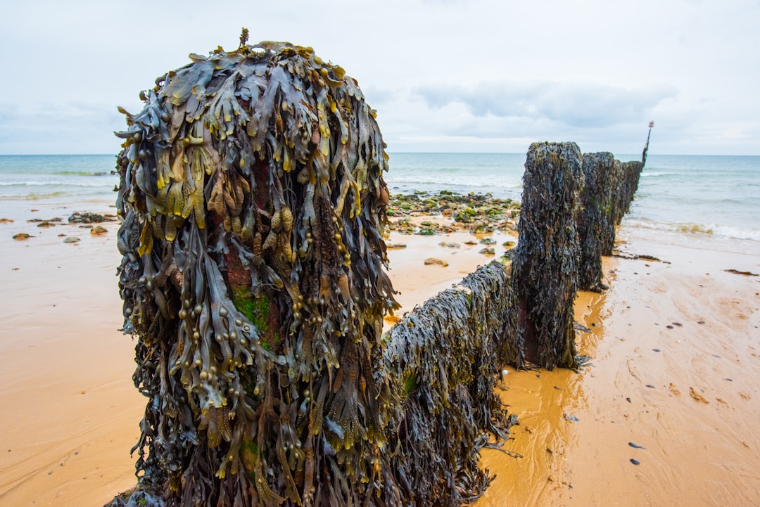 a seaweed sculpture on a beach next to the ocean, Seaweed covering wooden post. Wooden Beach groin going into the distan