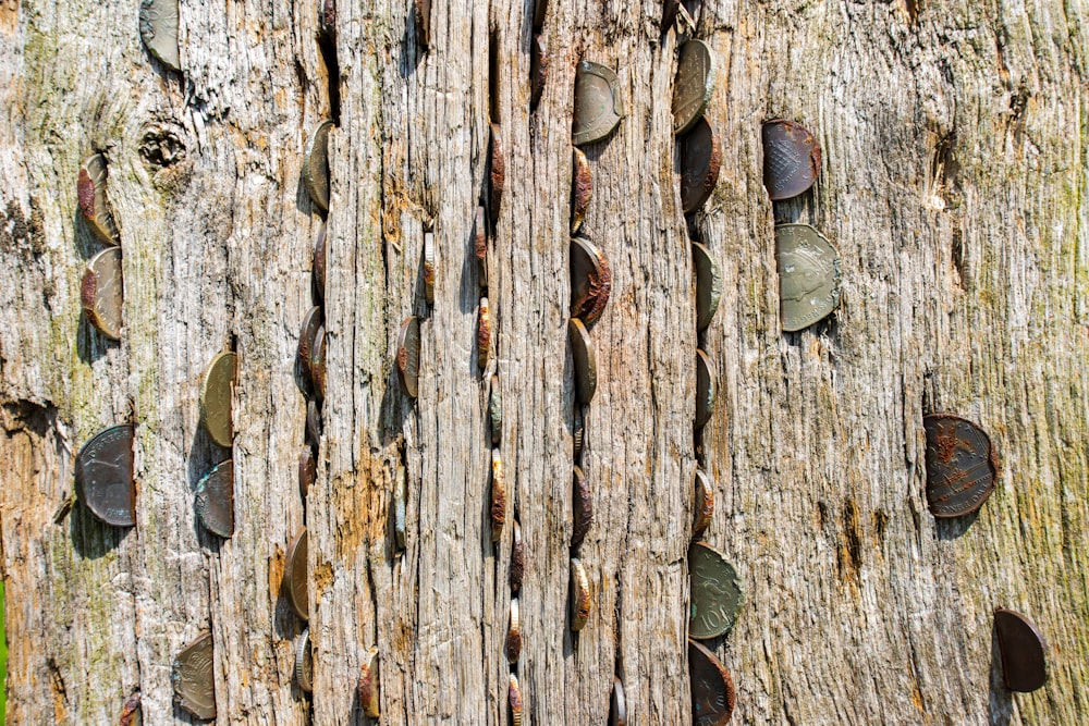 a close up of a tree trunk with a bunch of screws on it