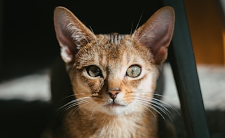 a close up of a cat looking at the camera