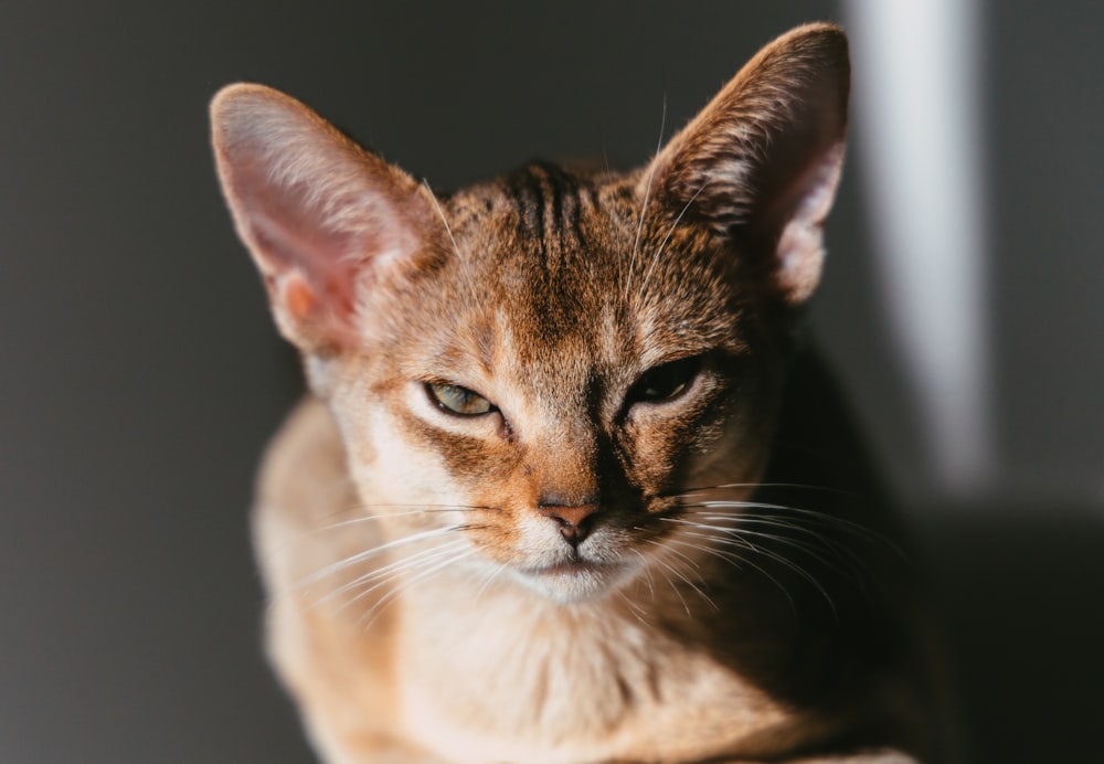 a close up of a cat looking at the camera