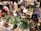 A bustling outdoor market scene with several women engaging in sorting and arranging a variety of fresh produce in woven baskets. The market is filled with vibrant vegetables like peppers, leafy greens, yams, and bananas. The women are dressed in brightly patterned clothing, reflecting a lively and colorful setting. The ground is covered with sacks and baskets, contributing to the busy marketplace atmosphere.