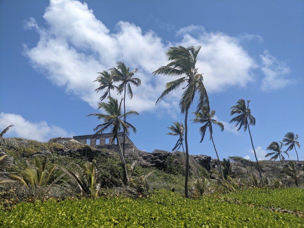 palm trees blowing in the wind on a hillside